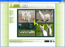 Ambleside Alpacas